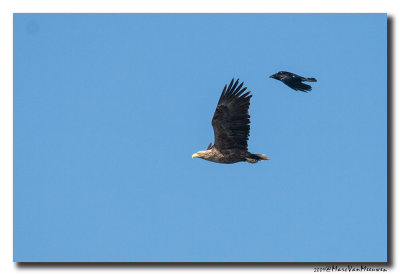 Zeearend - White-tailed Eagle 20090601