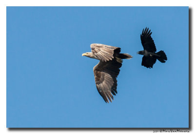 Zeearend - White-tailed Eagle  