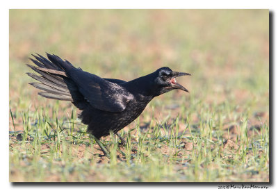 Roek - Rook 20150101