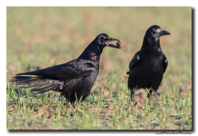 Roek - Rook 20150101