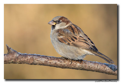 Huismus - House Sparrow 