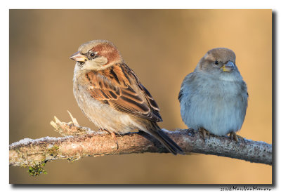 Huismus - House Sparrow 20141228