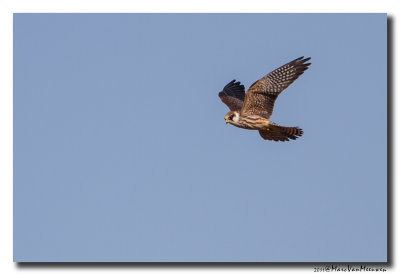 Roodpootvalk - Red-footed Falcon 20110902
