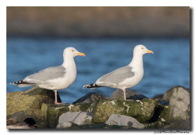 Zilvermeeuw - Herring Gull 2015