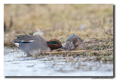 Wintertaling - Eurasian Teal 2015