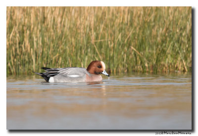 Smient - Wigeon 2015