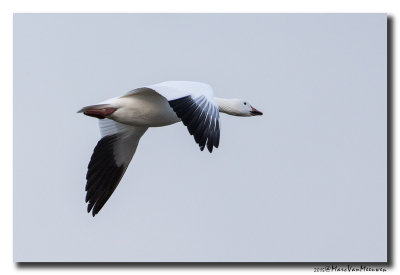 Sneeuwgans - Snow Goose  