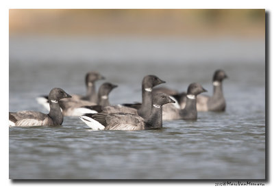 Rotgans - Dark-bellied Brent Goose 2015
