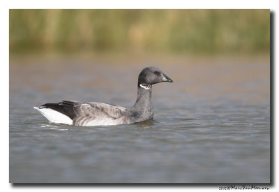 Rotgans - Dark-bellied Brent Goose 2015