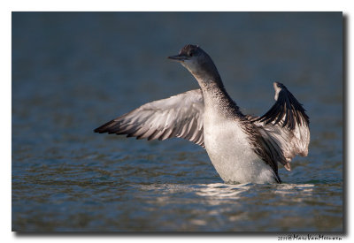 Roodkeelduiker - Red-throated Loon 20111015