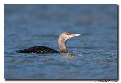 Roodkeelduiker - Red-throated Loon