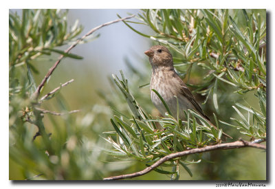 Roodmus - Rosefinch 20090603