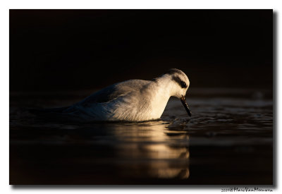 Rosse Franjepoot - Grey Phalarope 20091201