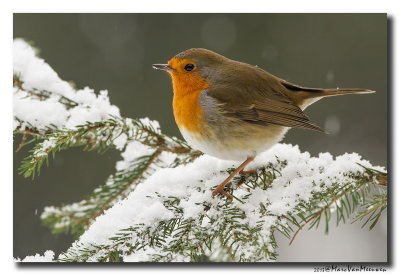 Roodborst - Robin 20130224