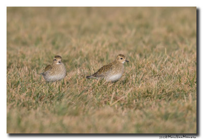 Goudplevier - Golden Plover 20150205