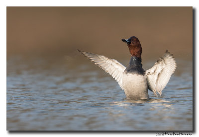 Tafeleend - Pochard 2015