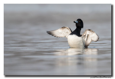 Kuifeend - Tufted Duck 2015