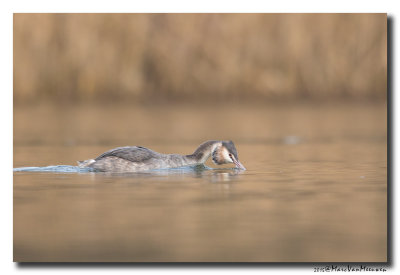 Fuut - Great Crested Grebe 20150216