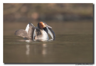 Fuut - Great Crested Grebe 20150216