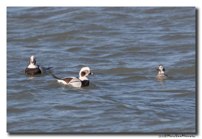 Ijseend - Long-tailed Duck 20150219