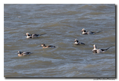Ijseend - Long-tailed Duck 20150219
