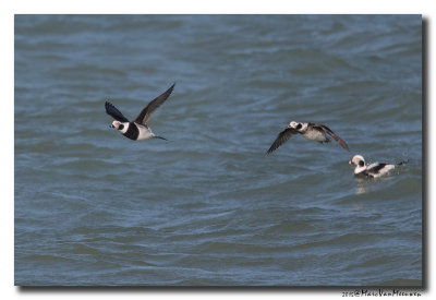 Ijseend - Long-tailed Duck 20150219