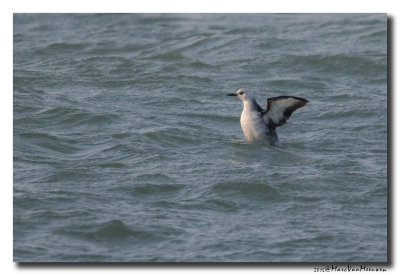 Zwarte Zeekoet20150219