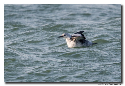 Zwarte Zeekoet20150219