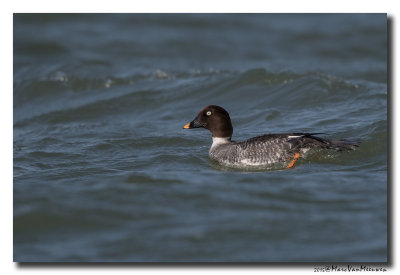 Brilduiker - Goldeneye 2015