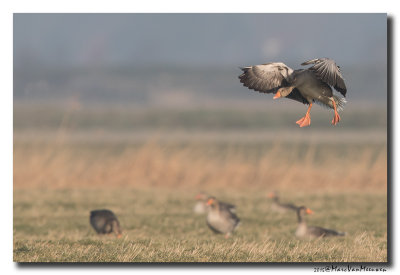 Grauwe Gans - Greylag Goose 2015