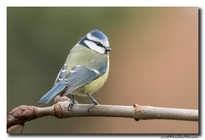 Pimpelmees - Blue Tit 