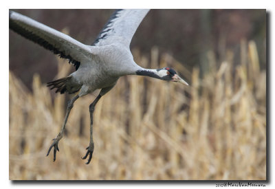 Kraanvogel - Crane 20120129