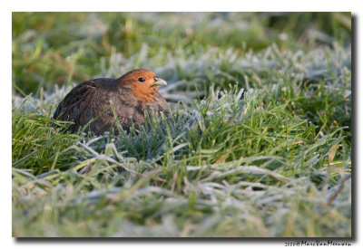 Patrijs - Grey Partridge 20081212