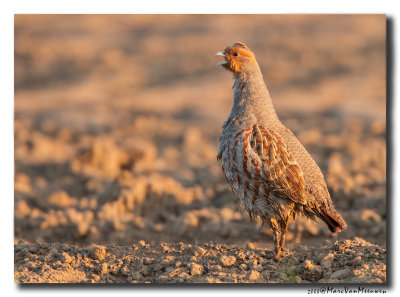 Patrijs - Grey Partridge 20080511