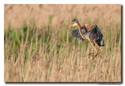 Purperreiger - Purple Heron 20090522