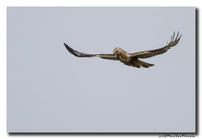 Ruigpootbuizerd - Rough-legged Buzzard 20111224