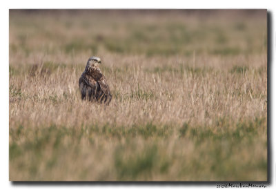 Ruigpootbuizerd - Rough-legged Buzzard 20120129