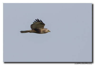 Ruigpootbuizerd - Rough-legged Buzzard 20120129