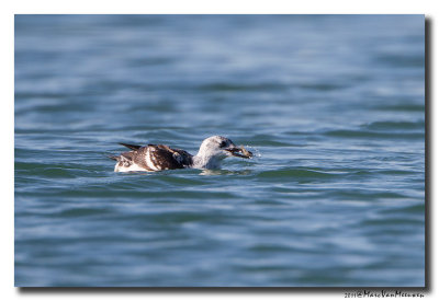 Zwarte Zeekoet - Black Guillemot 20111015