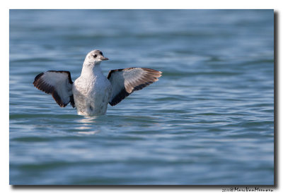 Zwarte Zeekoet - Black Guillemot 20111015