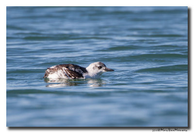 Zwarte Zeekoet - Black Guillemot 20111015