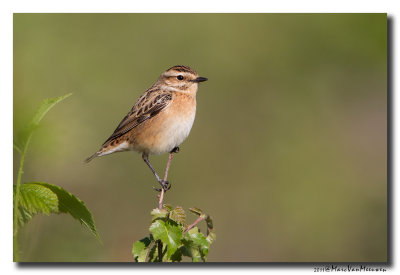 Paapje - Whinchat 20110503
