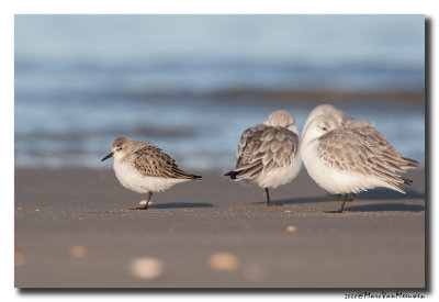 Kleine-Strandloper - Little Stint 20081207