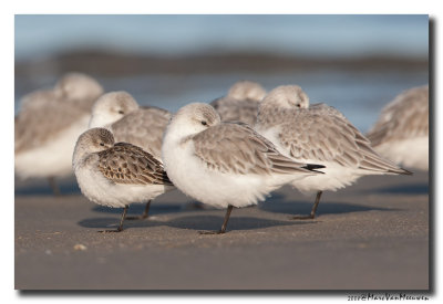 Kleine Strandloper - Little Stint 20081207