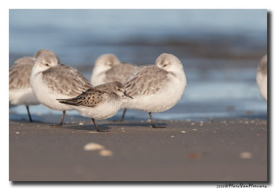 Kleine Strandloper - Little Stint 20081207