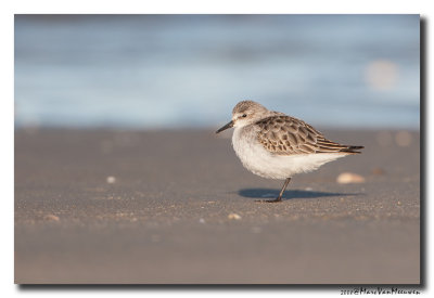 Kleine Strandloper - Little Stint
