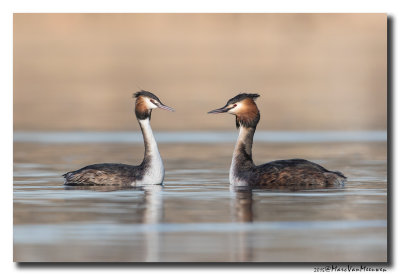 Fuut - Great Crested Grebe 20150305