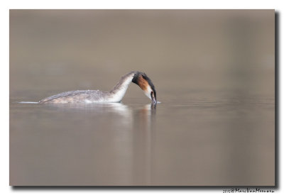 Fuut - Great Crested Grebe 20150309