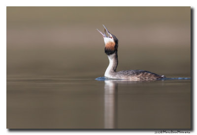 Fuut - Great Crested Grebe 20150309