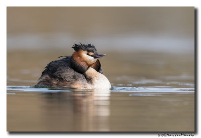 Fuut - Great Crested Grebe 20150309